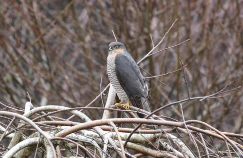 Ostoja Kamionki - Foto 21