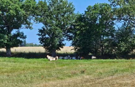 La Ferme du cinéma - Foto 12
