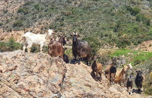 Appartement T2bis Sartène 60m2 avec jolie terrasse de 25m2 et vue panoramique mer et montagne sur le Golfe du Valinco - Quartier calme à 10mn à pied du centre ville - Idéal pour 4 personnes et possibilité de 6 couchages - Place de parking réservée - Foto 27