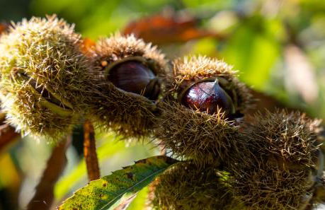 Larroque Haute Gites - Foto 54