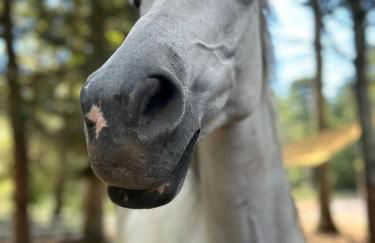 The Giddyup Getaway at The River Haven Sanctuary - Foto 34
