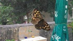 Apartment Zdenka - Foto 4