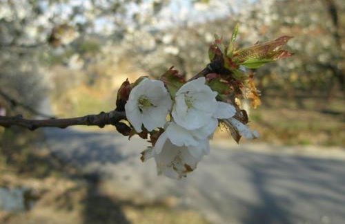 Casa Entre Serras - Foto 16