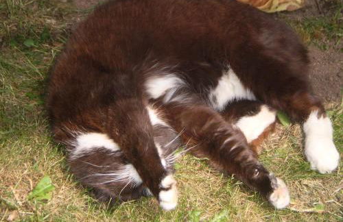 Eifelferienkurth - Photo 57