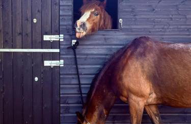Boutique Countryside Studio with Farm Animals - Foto 18
