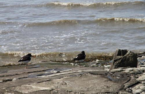 Kuh Blick Ferienhaus Sehestedt - Photo 27