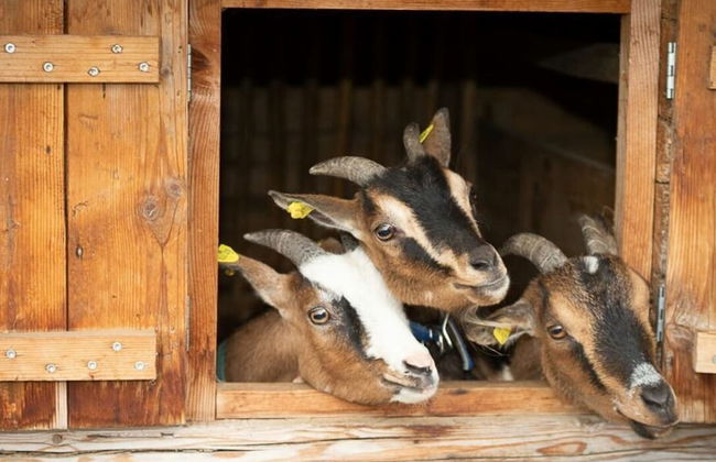 Infanglalm "traunsee" - Foto 32