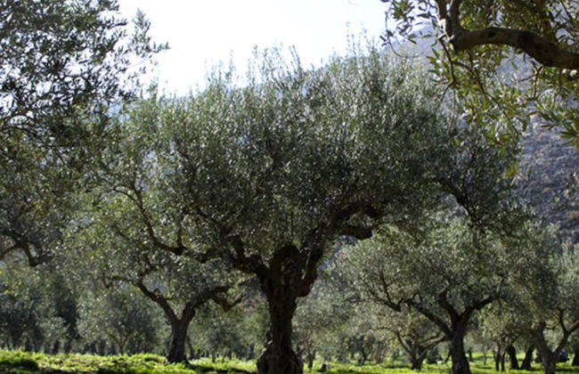 Agriturismo Castelluzzo - Foto 37