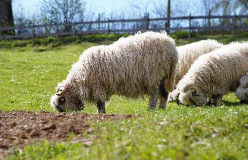 Alpen Lodges Gindels für 10 - Foto 16