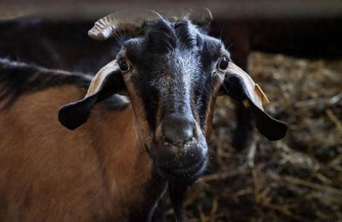 Masseria La Fica - Foto 65