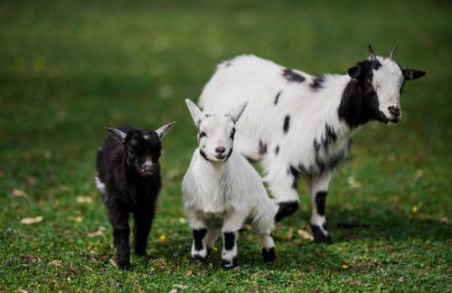 Chez Bernadette Alsace prox Route des Vins et Europa Park Rulantica - Foto 13