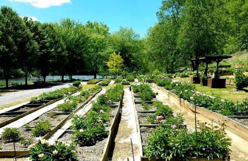 Unique Yurt Rental on Peony Farm with Riverfront View in Clyde, North Carolina - Foto 33