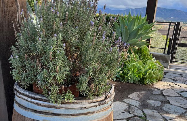 Private Deluxe Wine Tour to Valle de Guadalupe by Luxury Vehicle - Photo 8