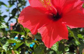 Atlantic View Tenerife South - Foto 14