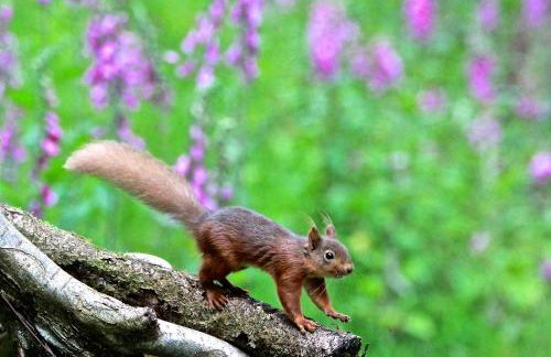 Mullarts Church Apartments - The Glencorp Apartment - Foto 20