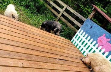 Tranquil Cabin with Hot Tub & Creek Views Near Bass Pro, Kodak Tennessee - Foto 35