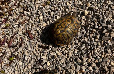 Casa Honiol, private and spacious villa with sea views - Foto 32