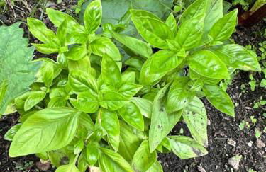 Au Temps Passé - Photo 38