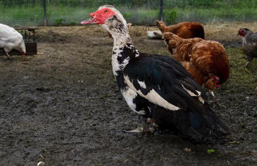 Zakątek Szczęścia Eko Agroturystyka - Foto 55