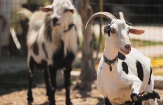 Casa di Voz Suites complex & free gym services by "elite" - Foto 23