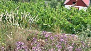 Ferienhaus Traminer im Weinberg - Foto 3