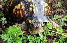 Dreamy Treehouse Cabin Oasis Near Piney River, Tennessee - Foto 25