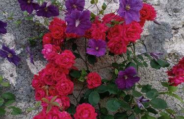 Âme de la nature - Foto 26