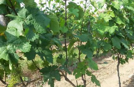 Ferienwohnung An der Dorfmauer - Foto 41
