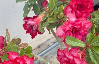 La Paratá Suites Mojácar - Foto 35