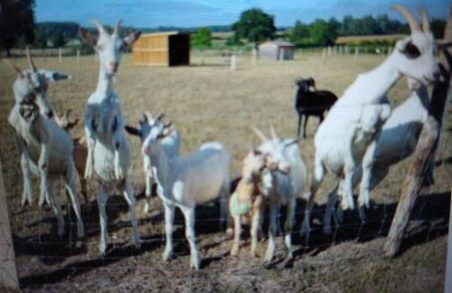 Cabane avec jacuzzi privatif et accès à ferme pédagogique - FR-1-410-459 - Photo 10