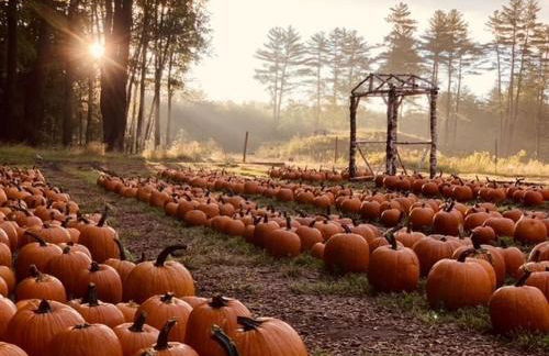 Luxury Farm Stay-Bonds Corner Bungalow-Wolf Pine Hollow - Foto 38