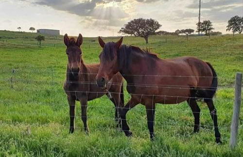 Herdade Monte Gordo - Foto 24