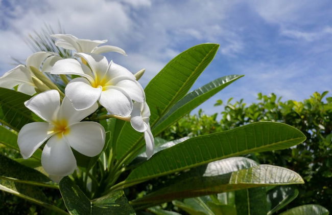 Arthaya Villas - Foto 55