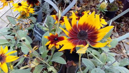 La tonnelle de Thoré - Photo 3