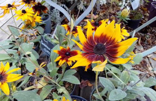 La tonnelle de Thoré - Foto 3