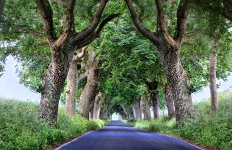 Ferienwohnung Müller - Foto 13