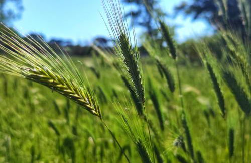 I Levrieri Venezia - Foto 39