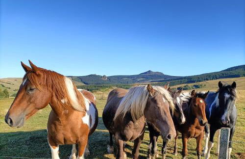 Gîte La Draï L'âme du trappeur au pied d'un volcan - Foto 11