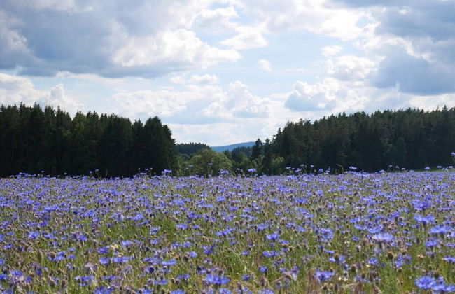 Holiday Apartment Wellness & Relaxation - Foto 15