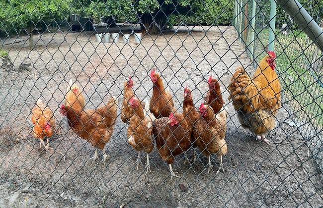 Holiday Home in Bergen op Zoom With Garden - Foto 12