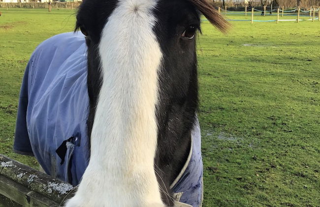 Beautiful 2-bed Chalet in Llanfairpwllgwyngyll - Photo 12