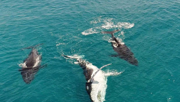 Whale watching in Brisbane