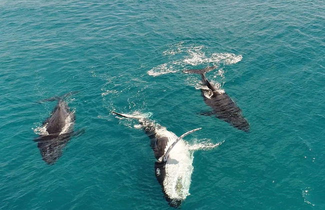 Whale Watching in Moreton Bay - Photo 6