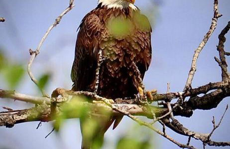 Luxury Living at The Eagles Perch Palmer AK - Foto 24