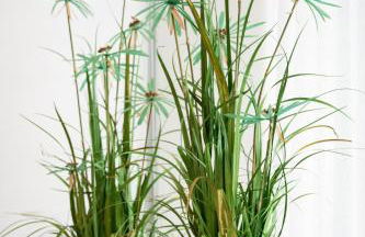 House Rodrigues - Photo 21