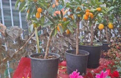 Vatican Apartaments Holiday in Roma - Foto 15