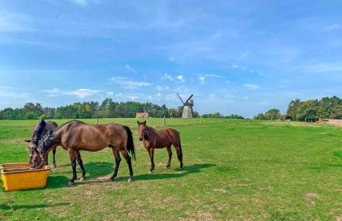 Ferienwohnung Benzusedom - Foto 16