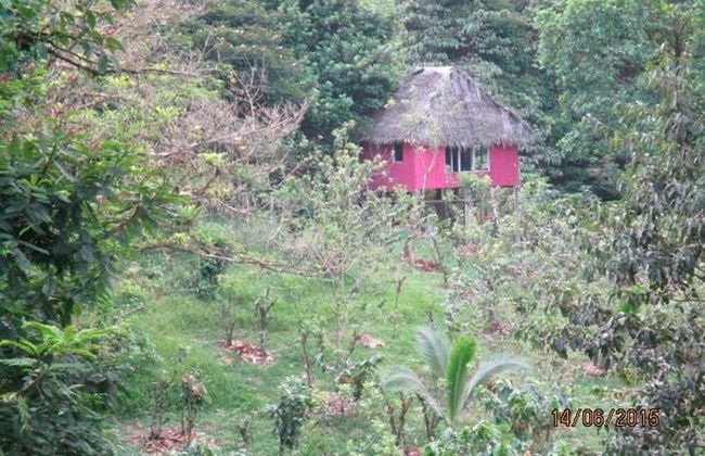 Vanilla Jungle Lodge - Bed & Breakfast - Foto 21