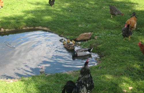 Risoturismo-Quinta das Pias - Holiday Farm - Foto 54