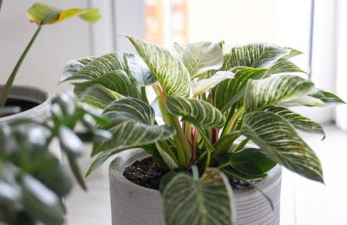 Olive Apartment Crete - Foto 79